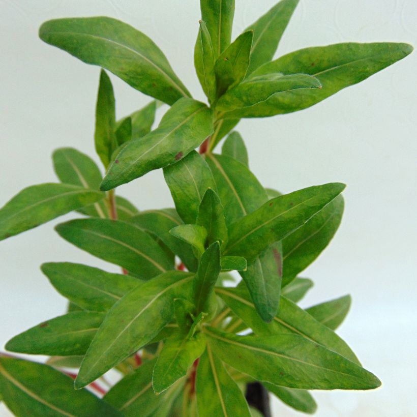 Oenothera fruticosa Sonnenwende (Fogliame)