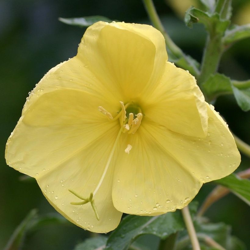 Oenothera glazioviana - Enagra di Lamark (Fioritura)