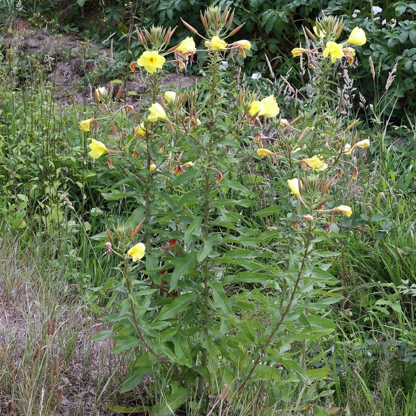 Oenothera glazioviana - Enagra di Lamark (Porto)