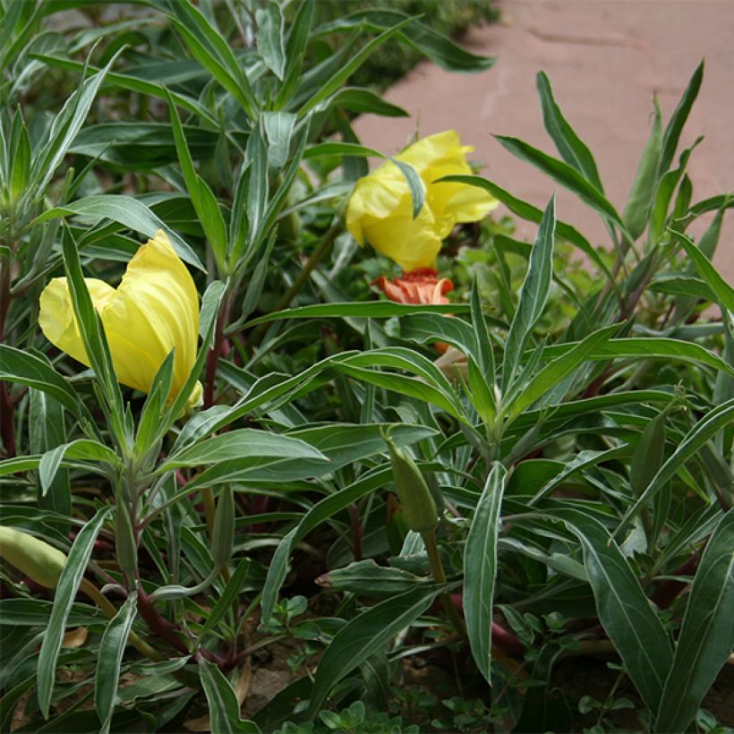 Oenothera missouriensis (Fogliame)