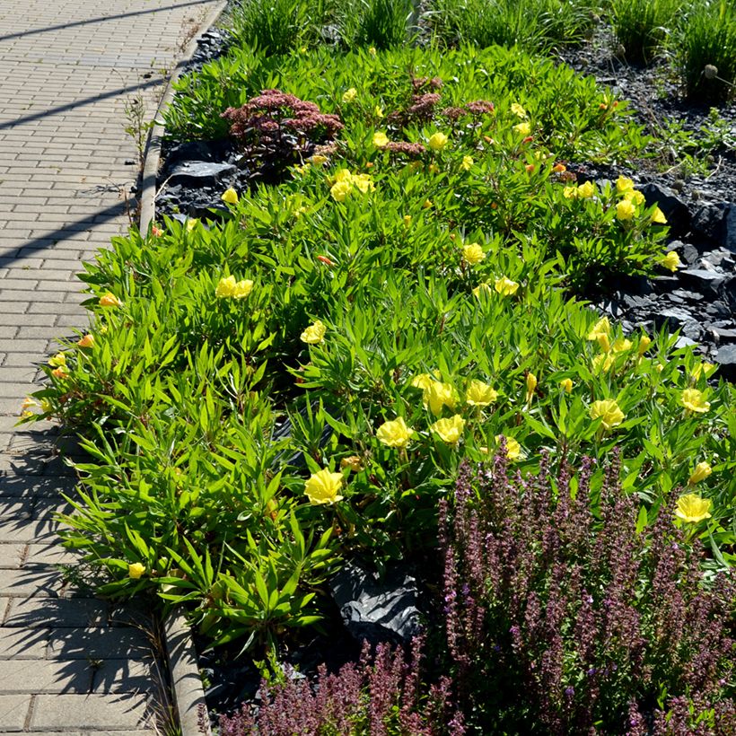 Oenothera missouriensis (Porto)