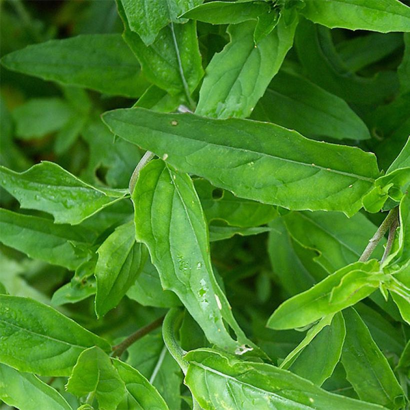 Oenothera speciosa (Fogliame)