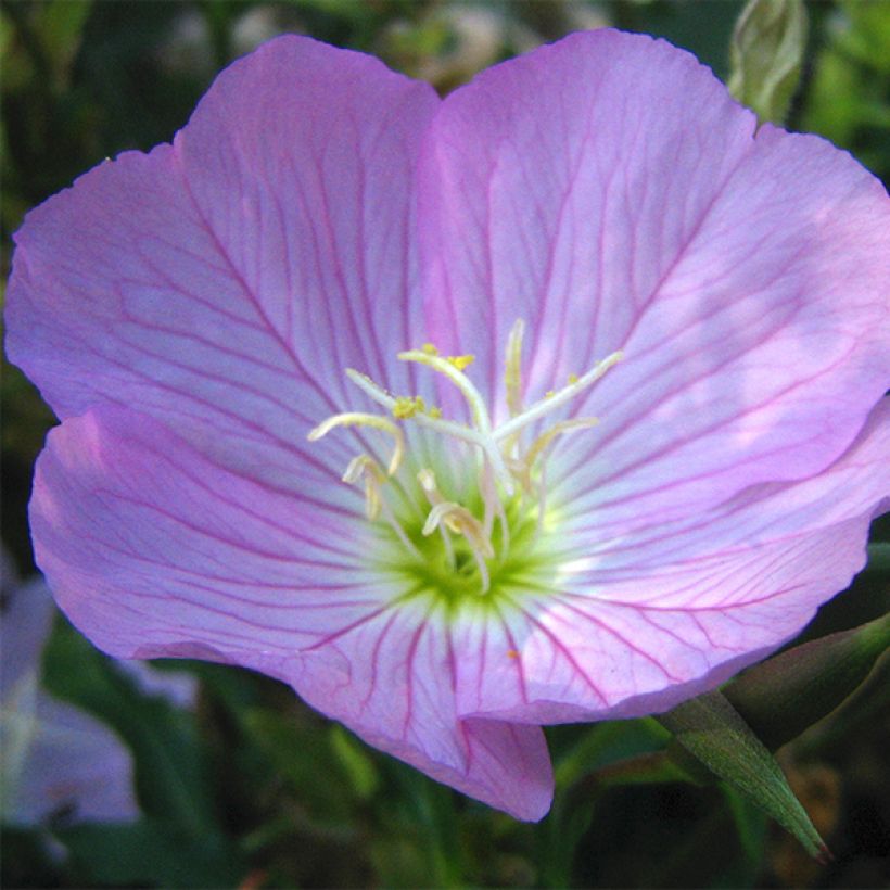 Oenothera speciosa (Fioritura)