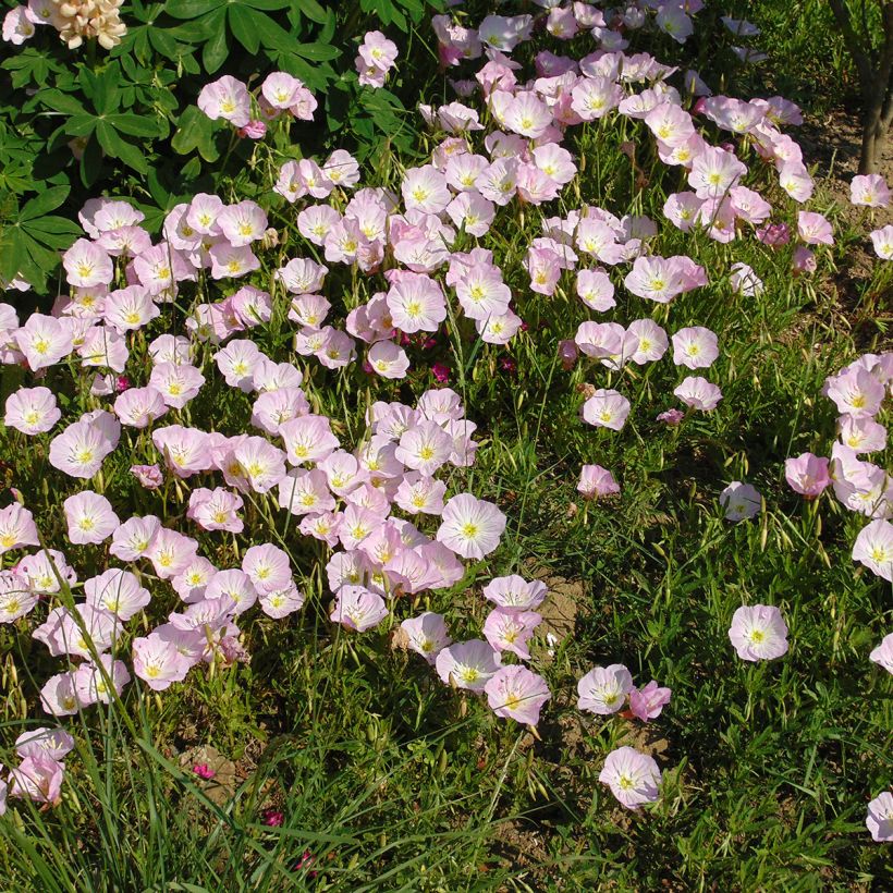 Oenothera speciosa (Porto)