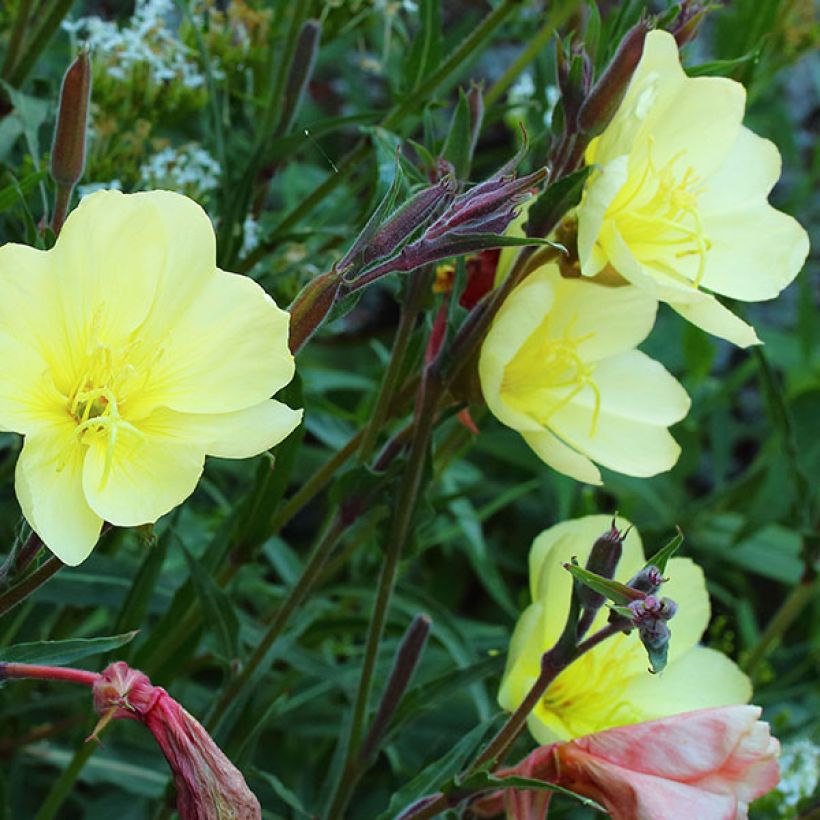 Oenothera stricta Sulphurea (Fioritura)