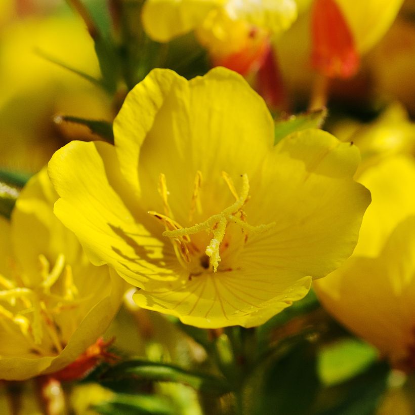 Oenothera Pénélope Hobhouse (Fioritura)