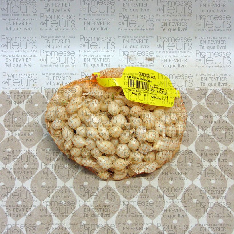 Esempio di esemplare Oignon blanc - Allium cepa - Sac de 1kg come consegnato