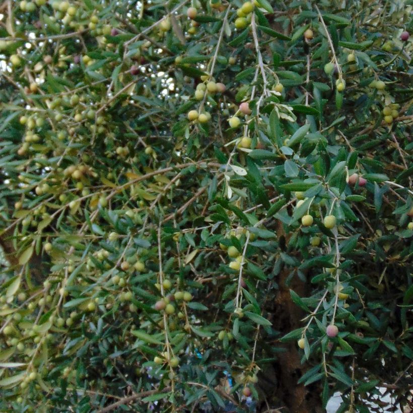 Olea europaea (alberello) - Olivo (Fogliame)