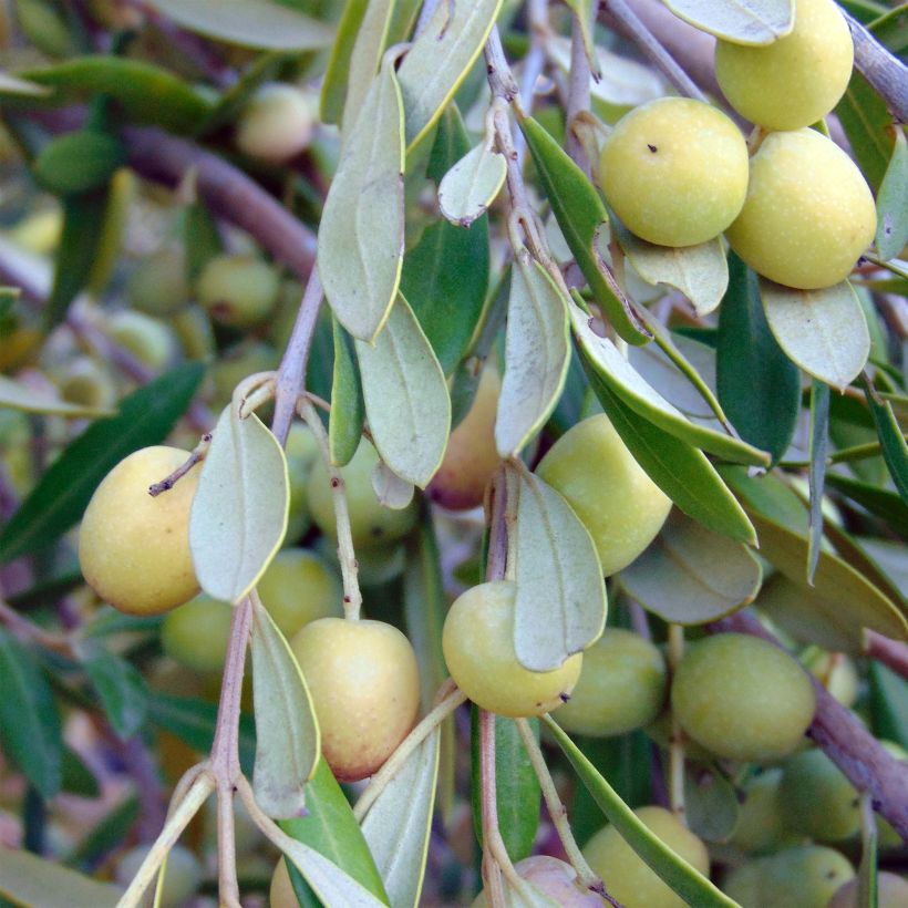 Olea europaea (alberello) - Olivo (Raccolta)