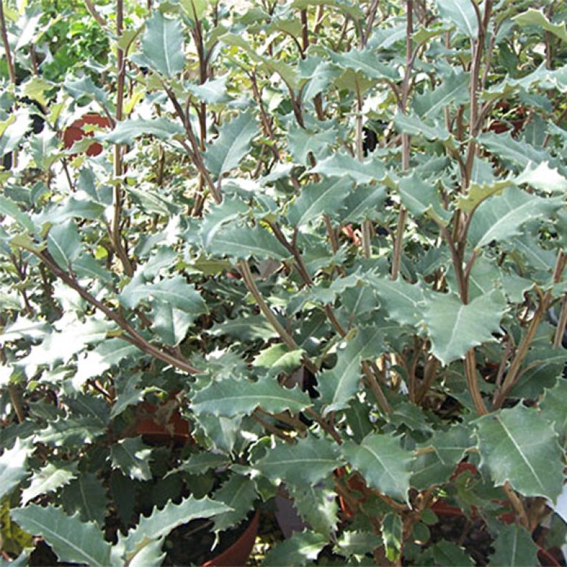 Olearia macrodonta Major (Fogliame)