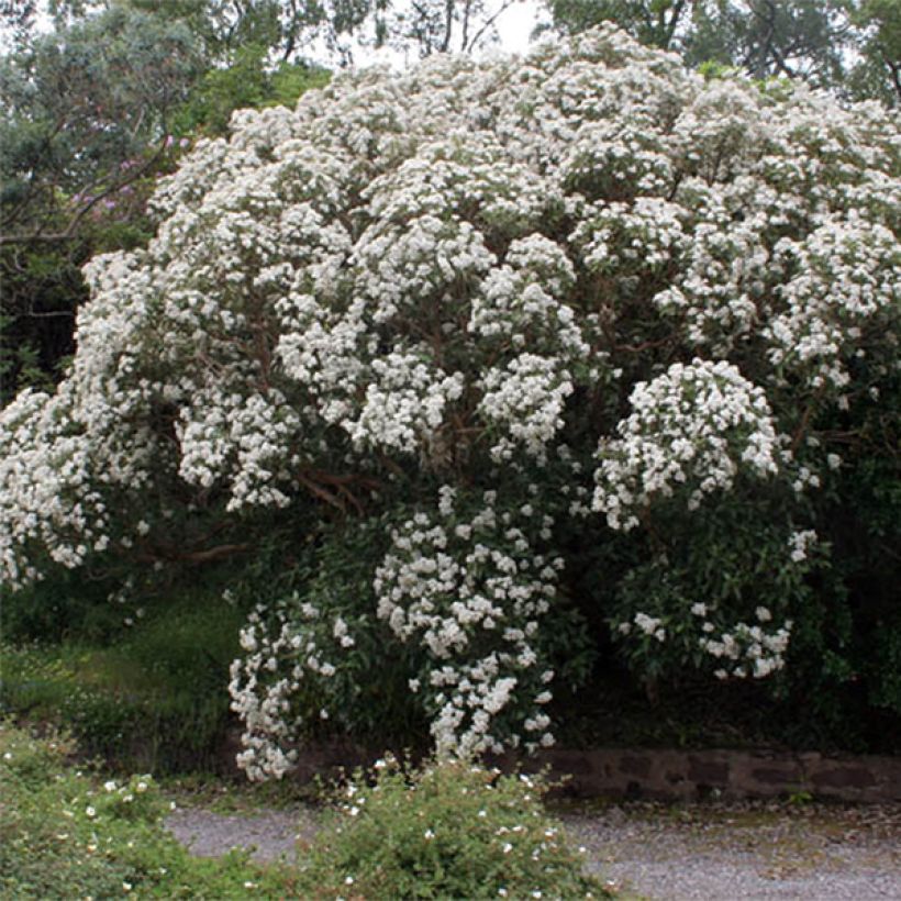 Olearia macrodonta Major (Fioritura)