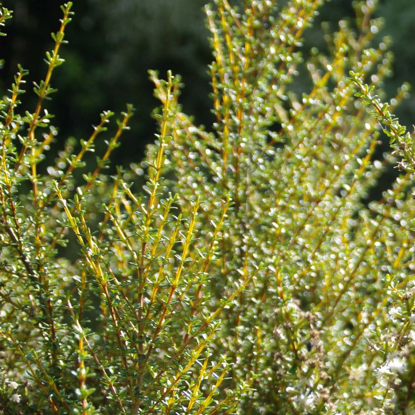 Olearia solandri Aurea (Fogliame)