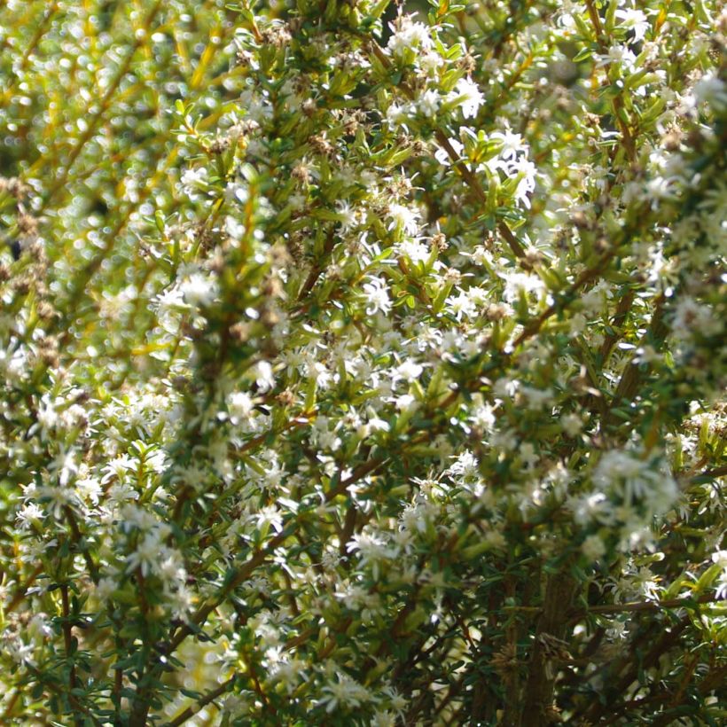 Olearia solandri Aurea (Fioritura)