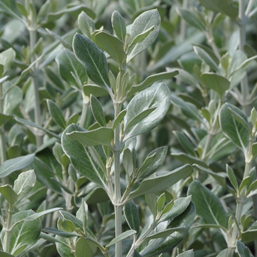 Olearia traversii (Fogliame)