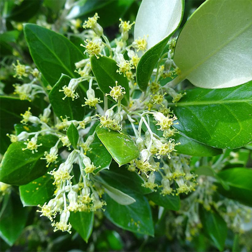 Olearia traversii (Fioritura)