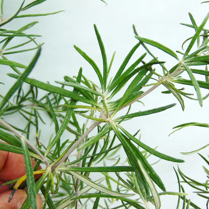 Olearia virgata (Fogliame)