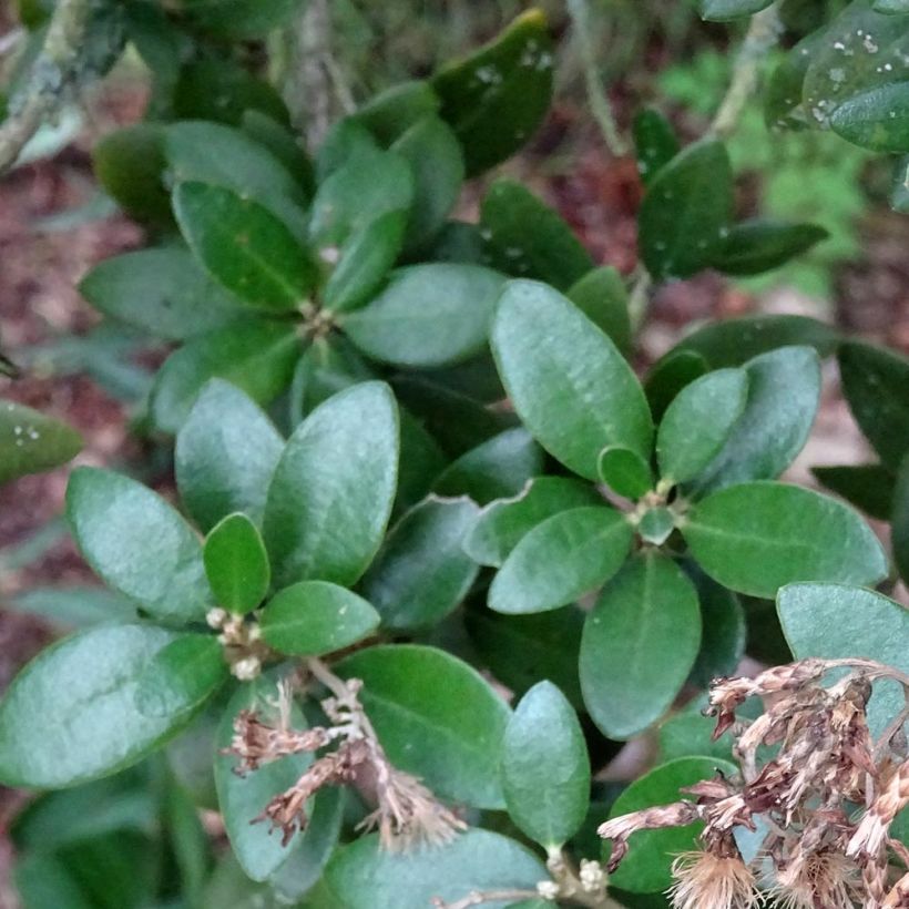 Olearia haastii (Fogliame)