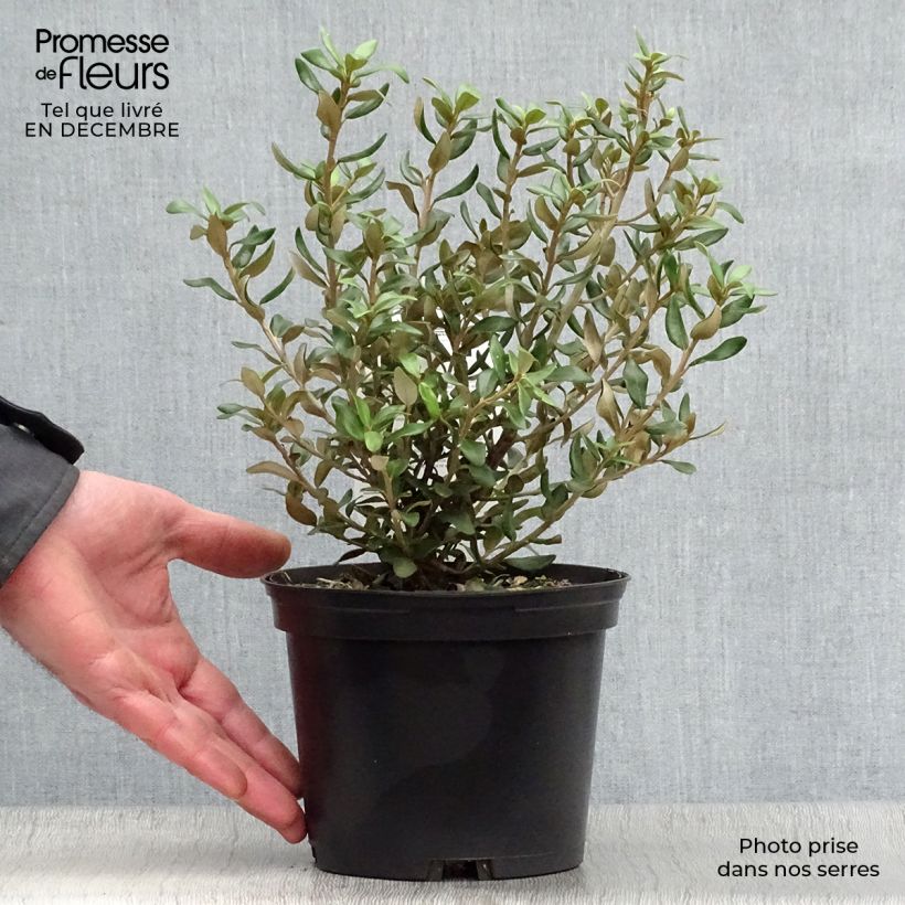 Olearia (x)  haastii - Aster en arbre Pot de 2L/3L esemplare consegnato in inverno