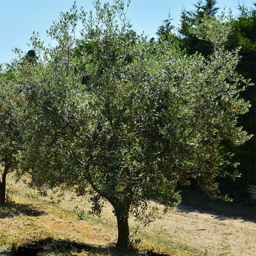 Olivo Bouteillan (Porto)