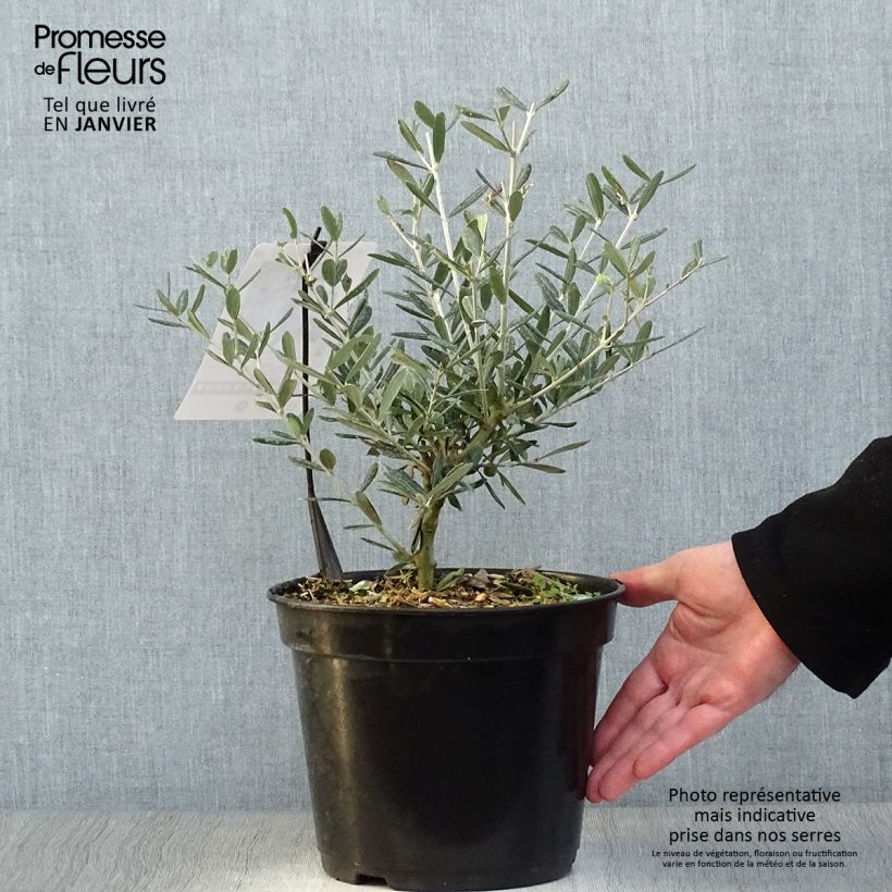 Olivier Lucques - Olea europaea Pot de 3L/4L esemplare consegnato in inverno