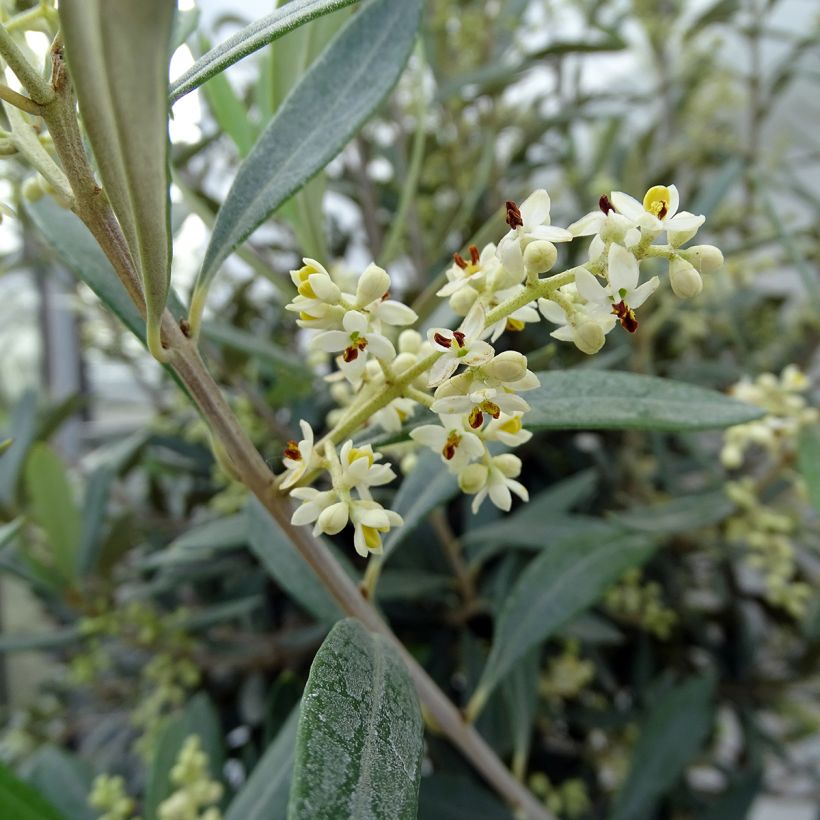 Olea europaea (alberello) - Olivo (Fioritura)