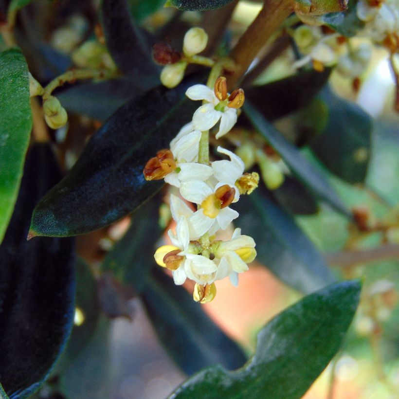 Olea europaea - Olivo (Fioritura)