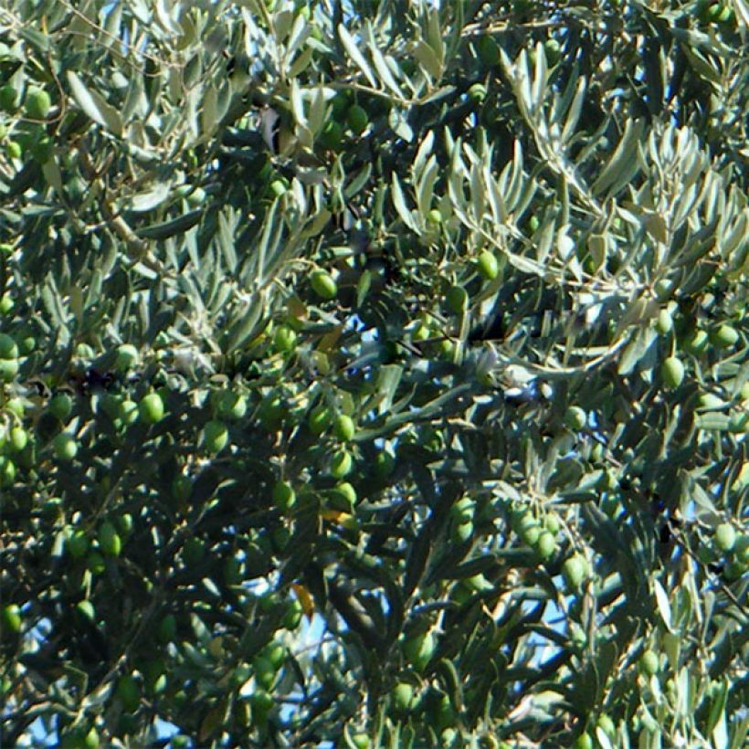 Olivo Picholine (Raccolta)