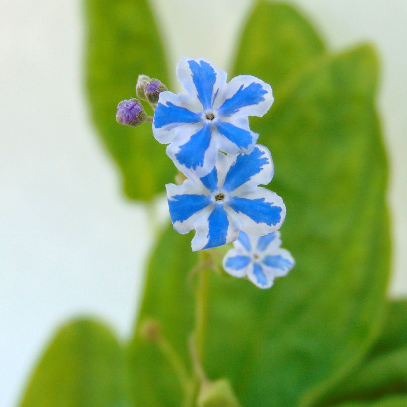 Omphalodes Starry Eyes (Fioritura)