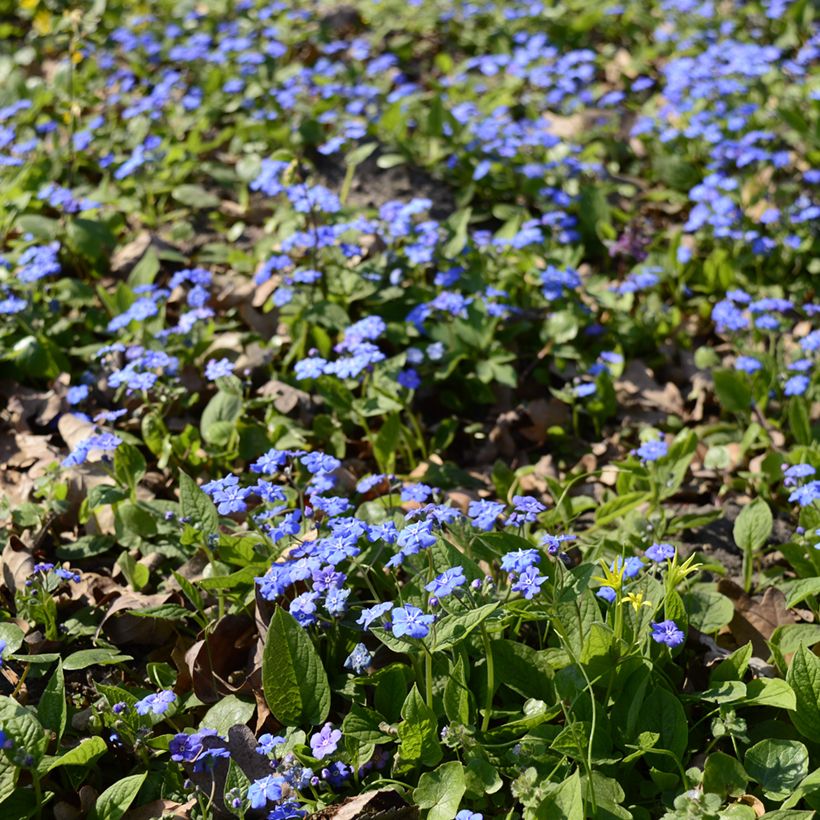 Omphalodes cappadocica (Porto)