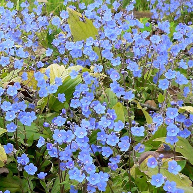 Omphalodes cappadocica (Fioritura)