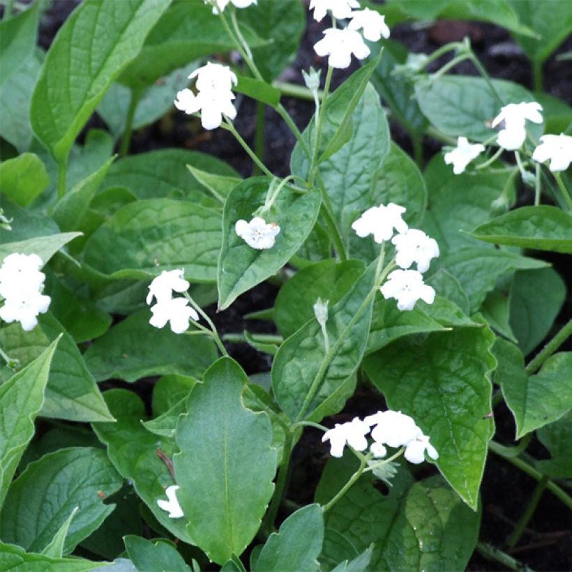 Omphalodes verna Alba - Borrana primaverile (Fioritura)