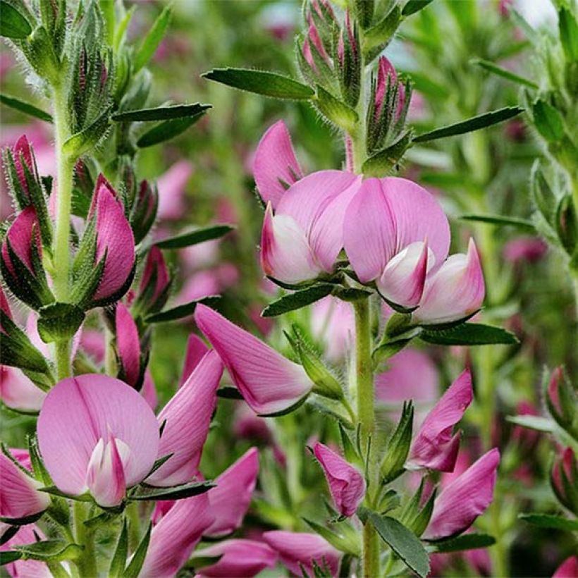 Ononis spinosa - Ononide spinosa (Fioritura)