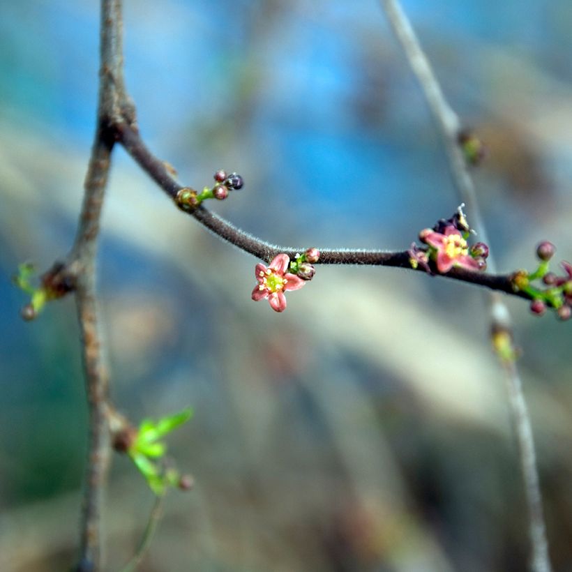 Operculicarya decaryi (Fioritura)