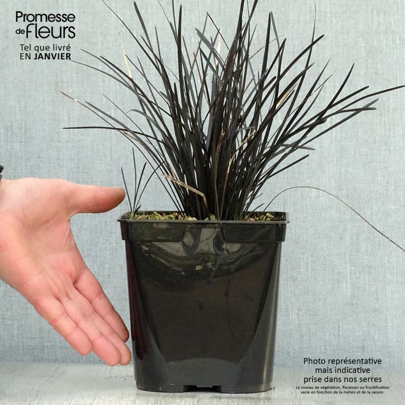 Ophiopogon Hosoba Kokuryu Pot de 2L/3L esemplare consegnato in inverno