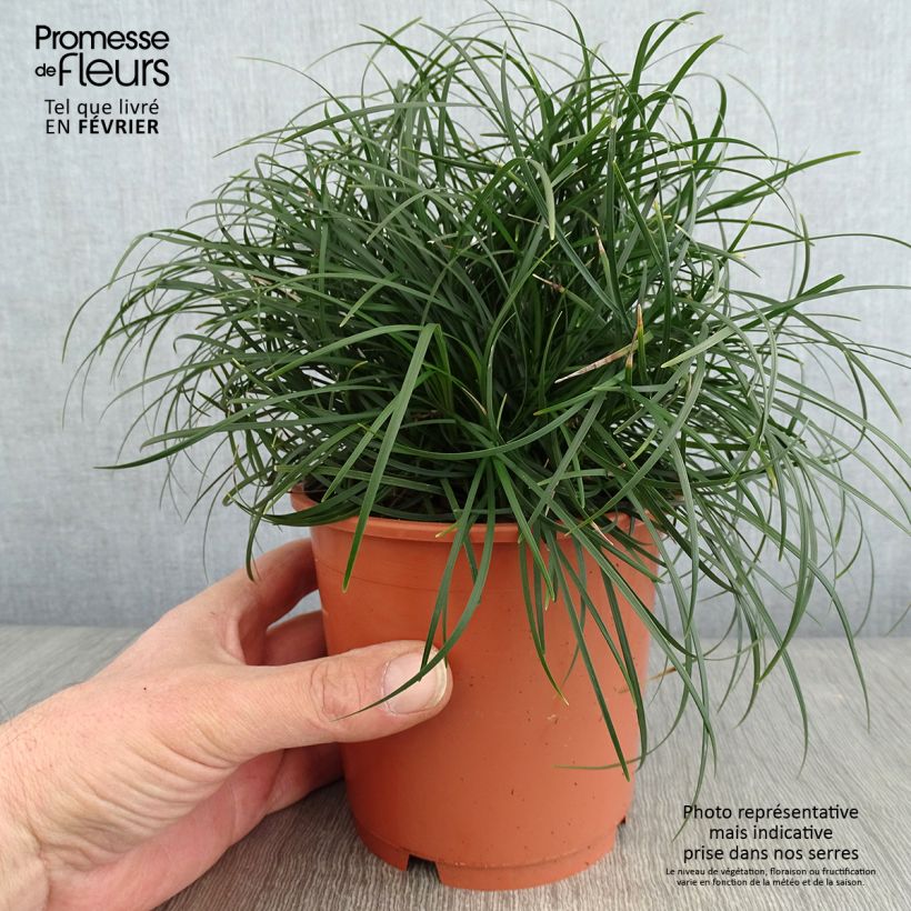 Ophiopogon chingii - Herbe aux turquoises - pot de 1L/1.5L esemplare consegnato in inverno