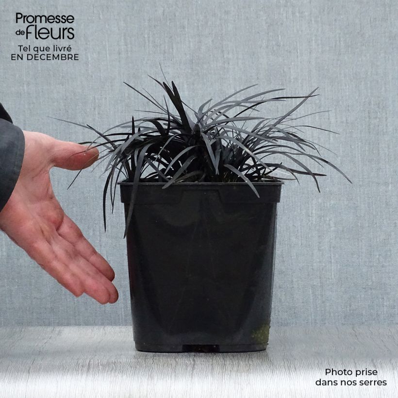 Ophiopogon planiscapus Nigrescens - Pot de 2L/3L esemplare consegnato in inverno