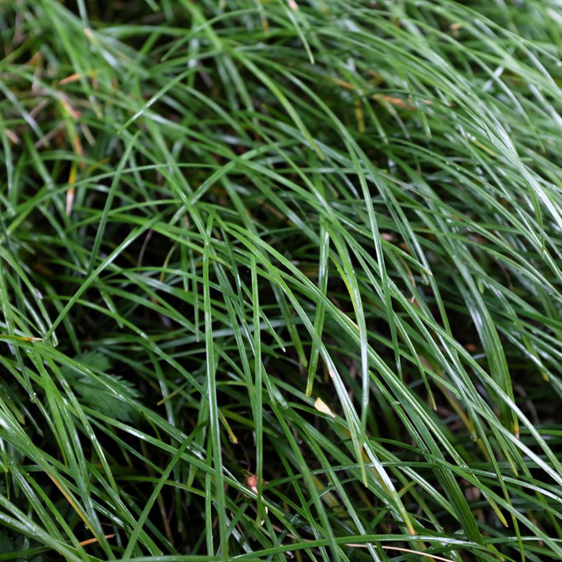 Ophiopogon planiscapus Olivaceus (Fogliame)