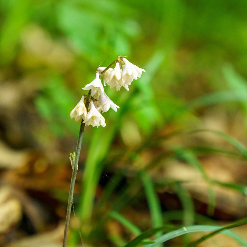 Ophiopogon planiscapus Olivaceus (Fioritura)