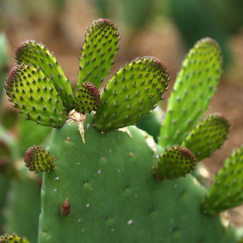 Opuntia engelmannii var. alta (Fogliame)