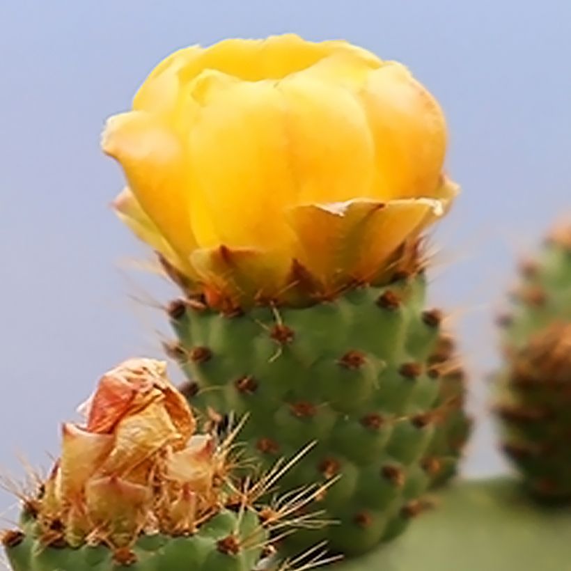 Opuntia engelmannii var. alta (Fioritura)