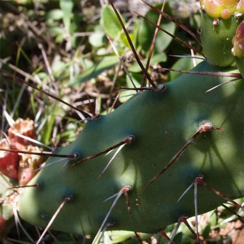 Opuntia anacantha - Fico d'India senza spine (Fogliame)