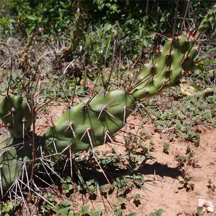 Opuntia anacantha - Fico d'India senza spine (Porto)