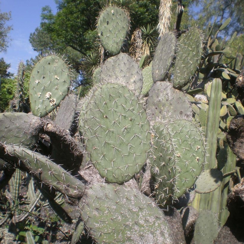 Opuntia atrispina (Fogliame)