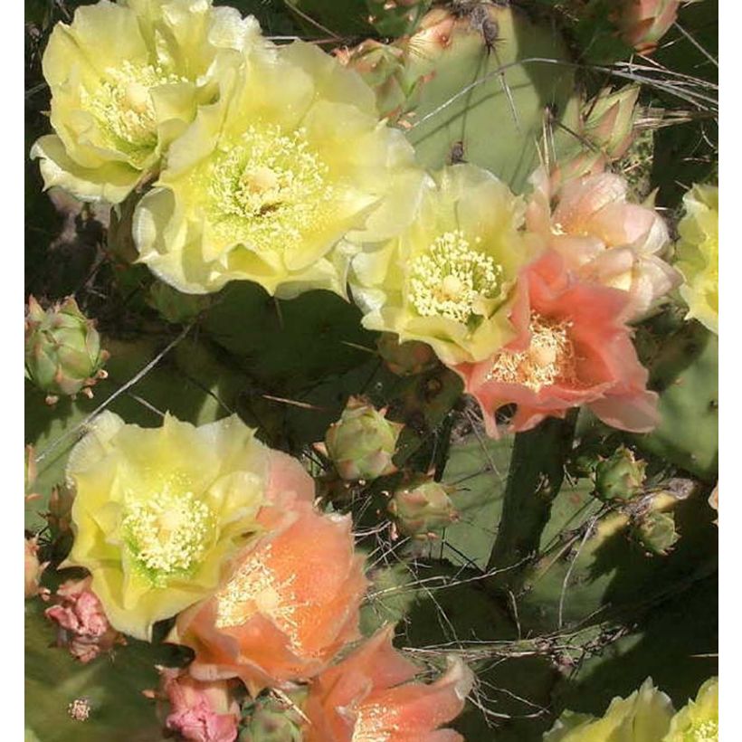 Opuntia atrispina (Fioritura)