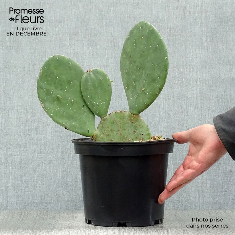 Opuntia cacanapa Ellisiana - Cactus raquette Pot de 4L/5L esemplare consegnato in inverno