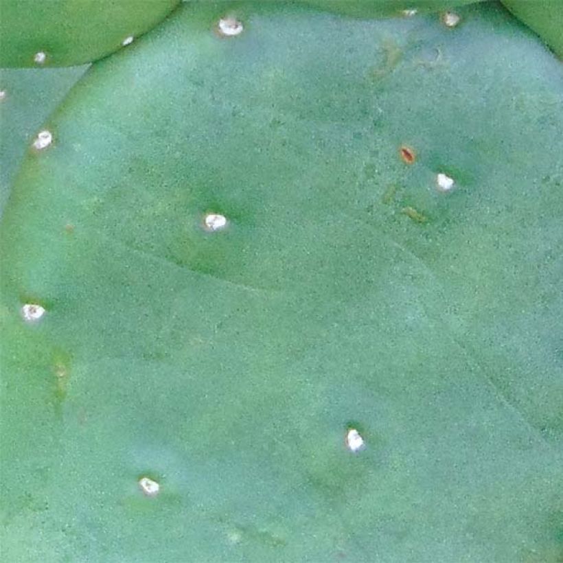 Opuntia compressa Millevaches (Fogliame)