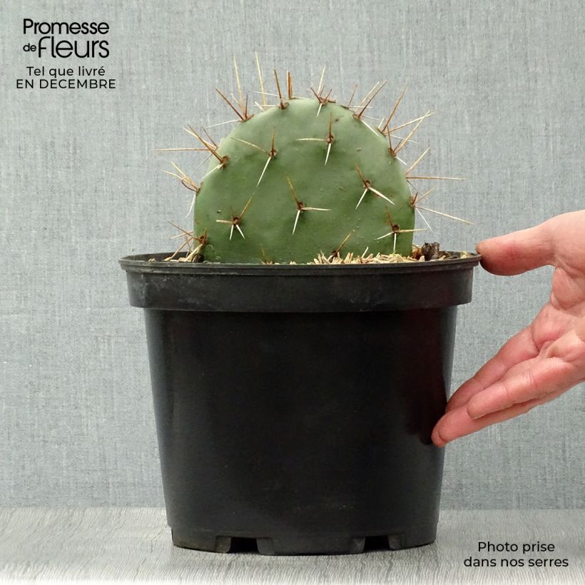 Opuntia discata - Cactus raquette Pot de 5L esemplare consegnato in inverno