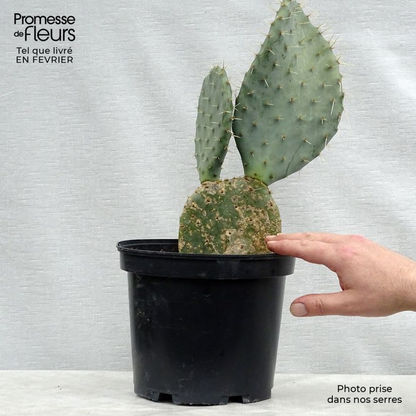 Opuntia dulcis - Cactus raquette Pot de 5L esemplare consegnato in inverno