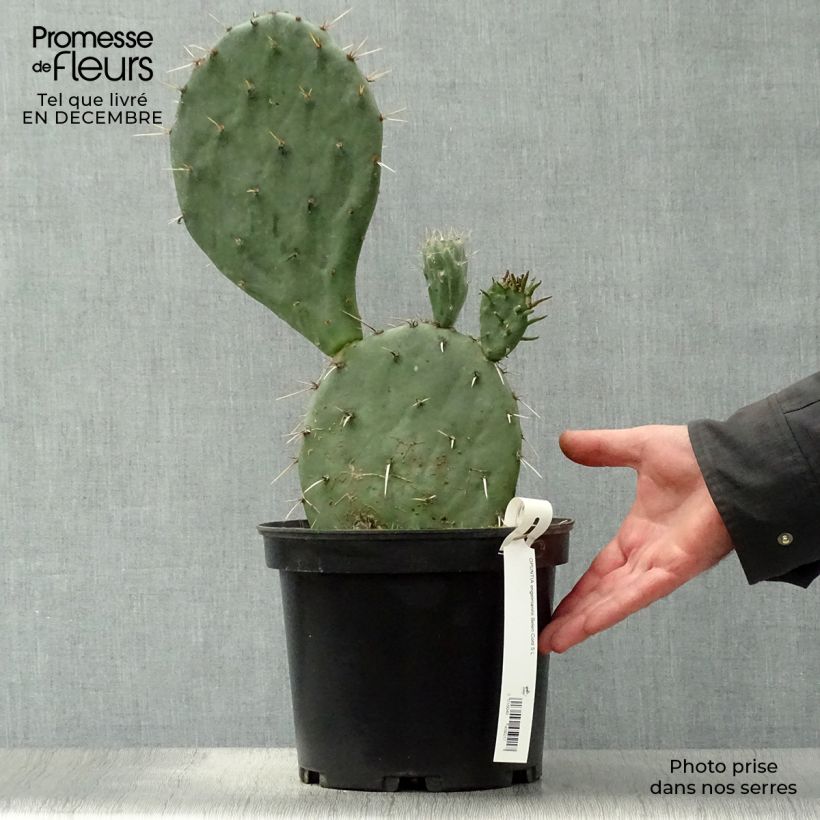 Opuntia engelmannii  Belen - Cactus raquette Pot de 5L esemplare consegnato in inverno