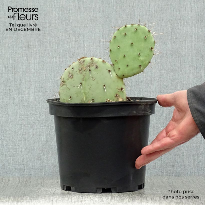 Opuntia engelmannii - Cactus raquette Pot de 4L/5L esemplare consegnato in inverno